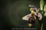 Ophrys scolopax