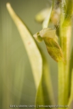 Dactylorhiza viridis