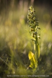 Coeloglossum viride