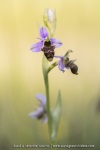 Ophrys scolopax