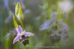 Ophrys scolopax