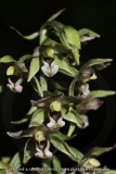 Epipactis helleborine