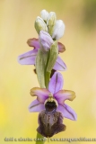 Ophrys aveyronensis