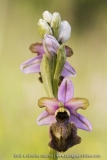 Ophrys aveyronensis