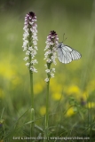 Neotinea ustulata