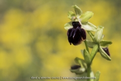 Ophrys passionis