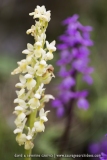 Orchis pallens