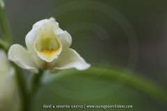 Cephalanthera damasonium
