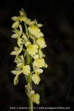 Orchis pallens