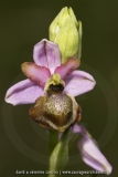 Ophrys aveyronensis