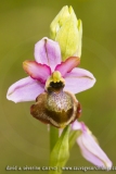 Ophrys aveyronensis