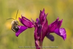 Anacamptis papilionacea
