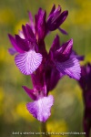 Anacamptis papilionacea