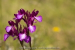 Anacamptis papilionacea