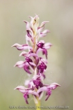 Anacamptis fragrans