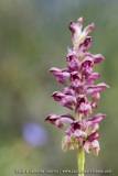 Anacamptis fragrans