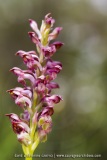 Anacamptis fragrans