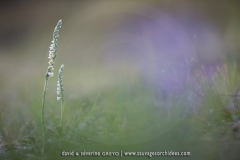 Spiranthes spiralis