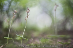 Listera cordata