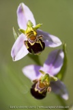 Ophrys apifera var. aurita