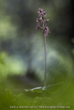 Listera cordata