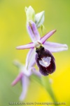 Ophrys drumana