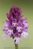 Neotinea tridentata