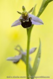 Ophrys apifera var. aurita