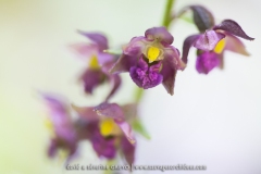 Epipactis pourpre-noirâtre