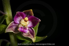 Epipactis à larges feuilles