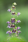 Epipactis à larges feuilles