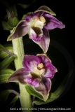 Epipactis à larges feuilles
