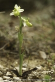 Ophrys splendida