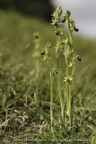 Ophrys araneola
