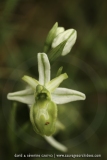 Ophrys splendida
