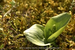 Listera ovata