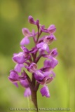 Anacamptis picta (syn. Orchis picta)