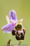 Ophrys santonica