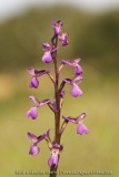 Anacamptis picta (syn. Orchis picta)