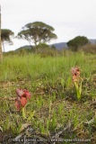Serapias neglecta