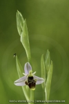 Ophrys santonica