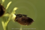 Ophrys sphegodes