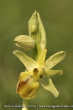 Ophrys sphegodes