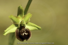 Ophrys argensonensis
