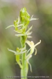 Liparis loeseli