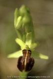 Ophrys sphegodes