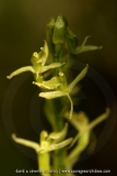 Liparis loeseli