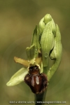 Ophrys sphegodes