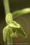 Epipactis phyllanthes