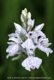 Dactylorhiza ericetorum